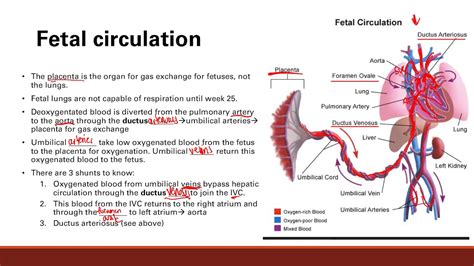 臍靜脈充氧血|胎兒血液循環(Fetal circulation)